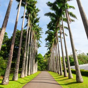 Botanical garden of Peradeniya, Kandy