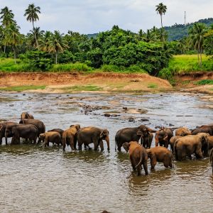 Elephant orphanage, Pinnawala, Sri Lanka